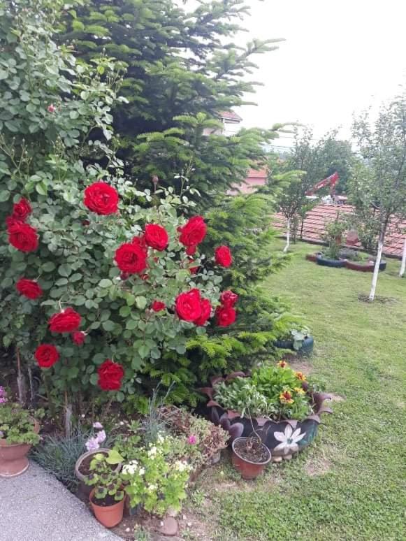 Apartman Drina Berilovac Buitenkant foto